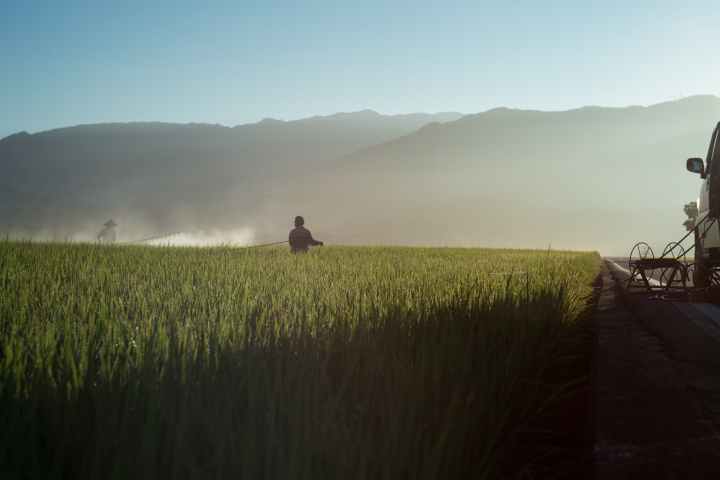 person in green grass field